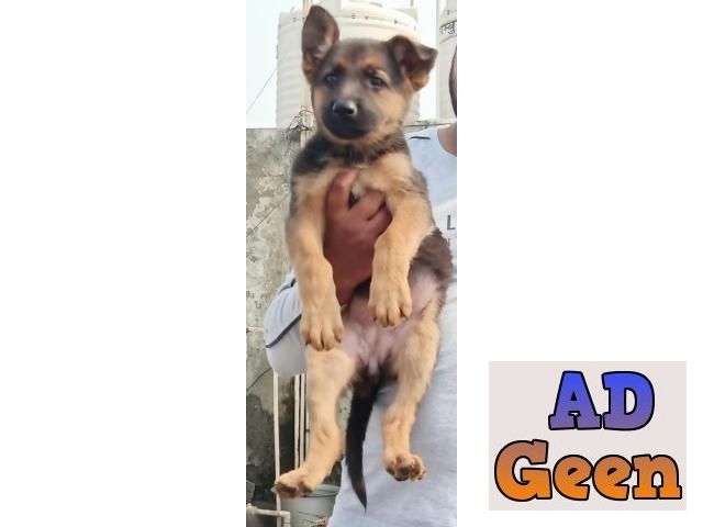 used Top Quality german shephes Female pupies Avalible for sale 